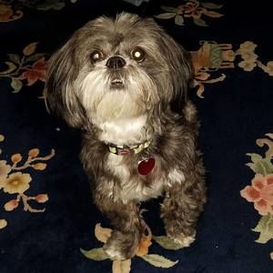 Meet your Posher, Sheila